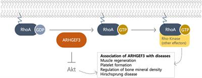 Role of ARHGEF3 as a GEF and mTORC2 Regulator